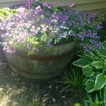 Whiskey Barrel Filled with Annuals