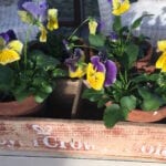 Old Wooden Soda Crate Holds Pansies
