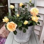 Galvanized Bucket Hold Yellow Cottage Roses