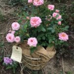 Rusty Wire Basket on Stand and Old Burlap Tree Sack with Tag with Pink Roses